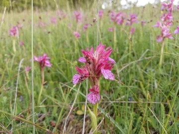 Samsun’da 2 bin 33 ton tıbbi ve aromatik bitki üretildi
