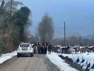 Samsun’da başıboş atlar belediyeyi harekete geçirdi
