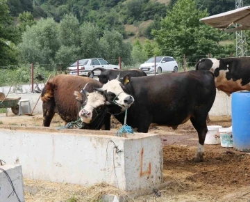 Samsun’da hayvan pazarları tedbiren kapatıldı, ’SAT-2’ tipi şap hastalığına rastlanmadı
