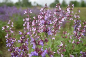 Samsun’da tıbbi aromatik bitki üretimi artıyor
