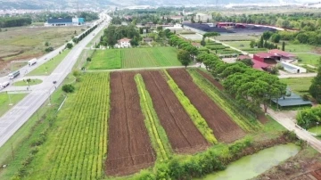 Samsun’da üretilen 134 türden 10 milyon fidan Türkiye’yi yeşillendiriyor
