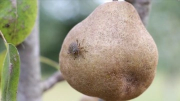 Samsun'da "kahverengi kokarca" ile mücadele ediliyor