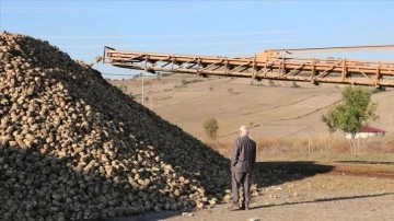 Samsun'da şeker pancarı hasadı çiftçinin yüzünü güldürüyor