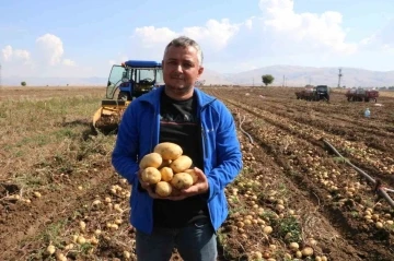 Sandıklı’da 40 bin dekar alanda ekim yapılan patateste hasadın sonuna yaklaşıldı
