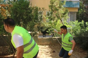 Şanlıurfa’da kaçan büyükbaş kurbanlık zor anlar yaşattı
