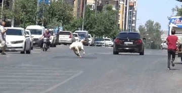 Şanlıurfa’da kaçan kurbanlık koç zor anlar yaşattı
