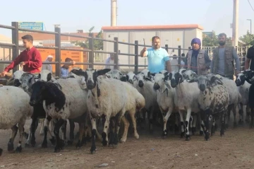 Şanlıurfa’da kurban pazarları hareketlendi
