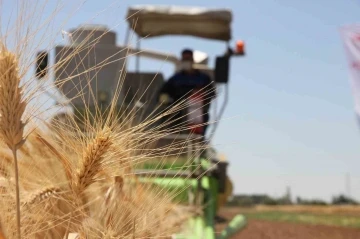 Şanlıurfa’da Türk mühendisler yerli ve milli tohum geliştirdi
