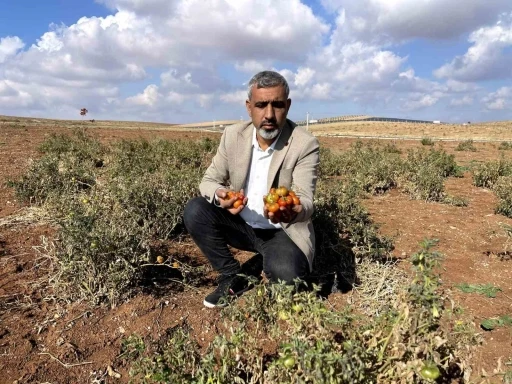 Şanlıurfa’nın kıraç arazilerinde yetişen bej domates koruma altına alınıyor
