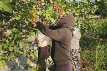 Şanlıurfa ve Siirt fıstığına rakip: Diyarbakır fıstığında hasat başladı
