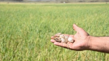 Şanlıurfa'da dolu yağışı ekili tarlalara zarar verdi