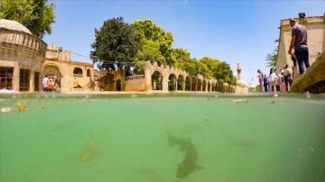 Şanlıurfa'daki tarihi Balıklıgöl, binlerce turisti ağırlıyor