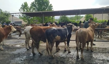 Şap hastalığı görüldü, hayvan pazarı kapatıldı