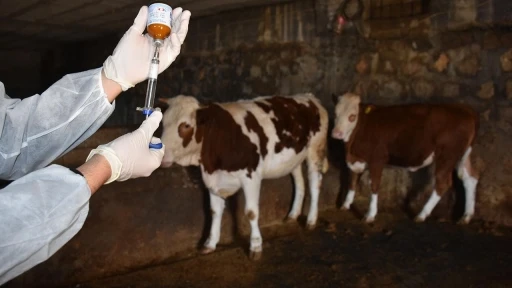 Şap hastalığıyla mücadelede aşılama kampanyası başarıyla tamamlandı
