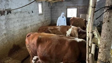 Şaphane’de büyükbaş hayvancılık işletmelerinde sağlık taraması
