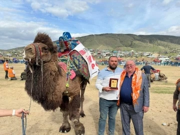 Sarıgöl’de deve güreşlerine büyük ilgi
