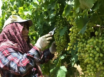 Sarıgöl’de doludan zarar gören üzüm salkımları ayıklanıyor
