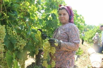 Sarıgöl’den günde 5 tır üzüm ihraç ediliyor
