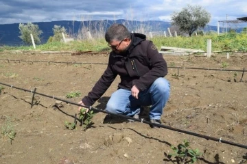 Sarıgöllü çiftçiler ’süper meyve aronia’dan umutlu
