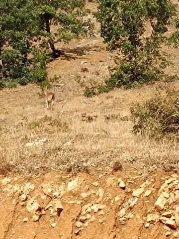 Sarım Çayında yaban keçileri görüntülendi
