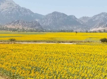 Sarıya bürünen ayçiçeği tarlaları görsel şölen sundu
