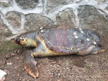 Sayısı gittikçe azalıyor: 100 kiloluk deniz kaplumbağası kıyıya vurdu
