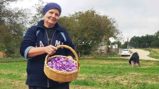 Serin hava ‘dünyanın en pahalı baharatı’nda çiçeklenmeyi artırdı
