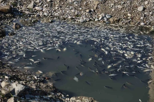 Seyhan Nehri’ne balıklar için can suyu bırakıldı
