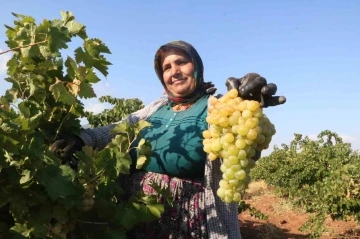 Sıcak havanın rekolteyi etkilediği üzümün tarla fiyatı: 12 TL
