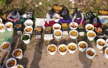 Sıcaklar etkiledi yenidünyada hasat erken başladı