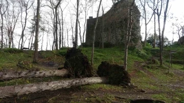 Şiddetli fırtına asırlık ağaçları kökünden söküp devirdi
