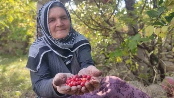 Şifa deposu kızılcıkta hasat vakti
