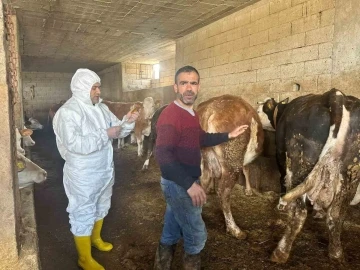 Siirt’te tedbir için kapatılan hayvan borsası tekrar açıldı
