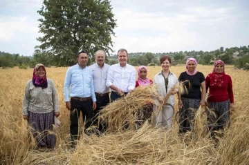 Silifke’de atalık sarı buğday hasadı yapıldı
