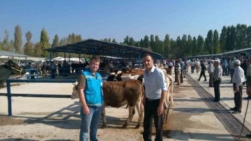 Simav’da bahar dönemi şap aşılama çalışmaları sürüyor
