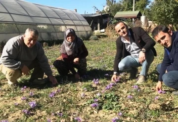 Simav’da ’Safran’ hasadı
