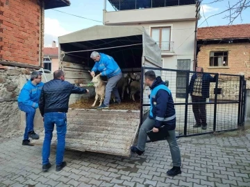 Simavlı çiftçiler, deprem bölgesine 73 küçükbaş ve 1 büyükbaş hayvan bağışı yaptı
