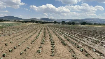 Sinanpaşa’da brokoli üretimi artıyor
