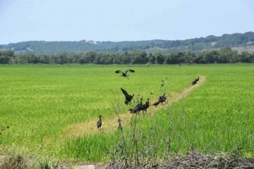 Sinop’ta nesli tükenmekte olan çeltikçi kuşlar görüntülendi
