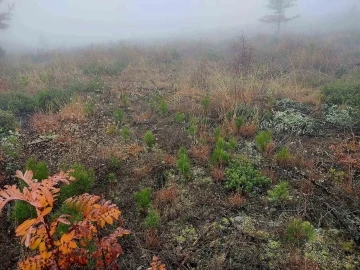 Sinop’ta ormanları gençleştirme çalışmaları
