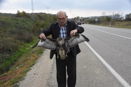 Sinop’ta otomobile çarpan atmaca telef oldu
