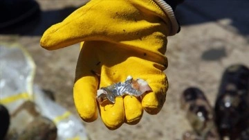 Sinop'ta dalgıçlar deniz dibi temizliği yaptı, denizden "takma diş" bile çıktı