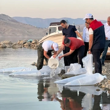 Şırnak’ta 1 milyon 842 bin sazan balığı yavrusu suyla buluşturuldu
