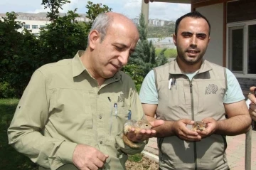 Şırnak’ta 8 sincap yavrusu ele geçirildi
