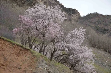 Şırnak’ta badem ağaçları çiçek açtı
