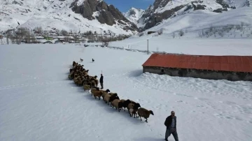 Şırnak’ta besicilerin zorlu mesaisi devam ediyor
