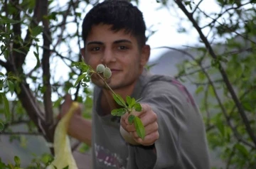 Şırnak’ta bir grup genç 20 kilometre katederek çağla topladı
