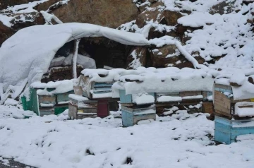 Şırnak’ta kar yağışı hayvanları ve bitkileri olumsuz etkiledi
