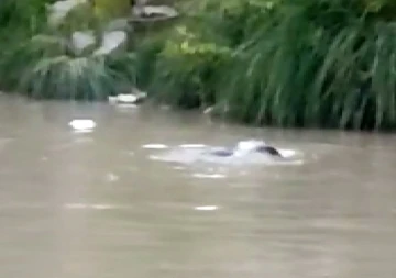 Şırnak’ta nesli tükenme tehlikesi altında olan su samuru görüntülendi
