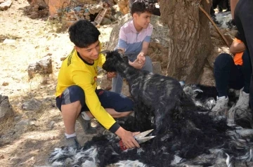 Şırnak’ta sıcak havalardan etkilenen oğlaklar kırkılıyor
